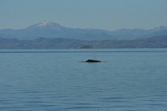 Primeira baleia avistada no passeio de barco em Telegraph Cove, na Vancouver Island, na Columbia Britânica, costa oeste do Canadá